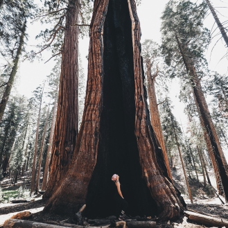 sequoia national park 2