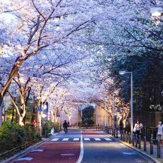 Sakura Tokyo